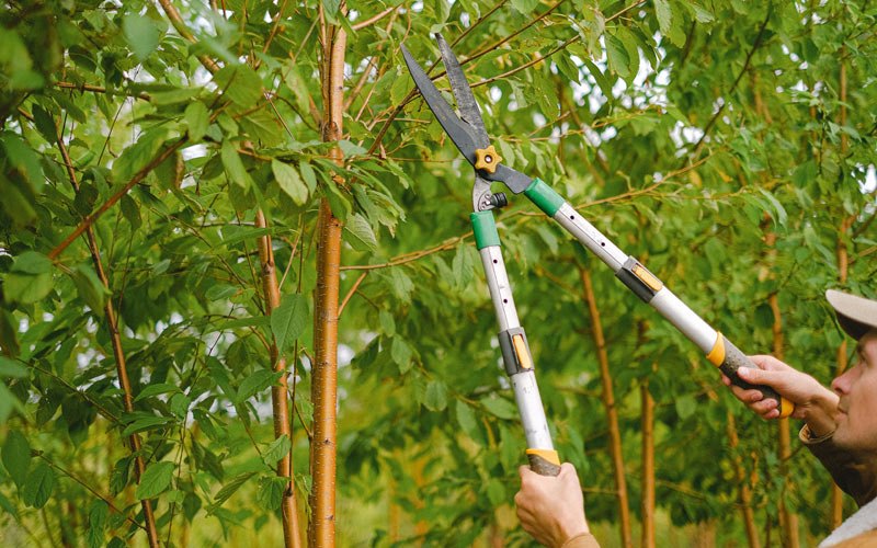 Tree trimming in Diana, WV