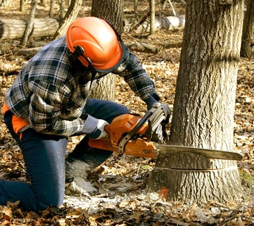 Tree Removal in Diana, WV